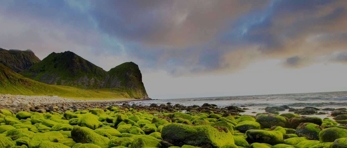 greensea - Irischer Lachs